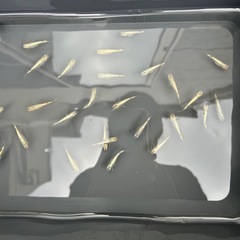 個人飼育のメダカの幼魚の画像