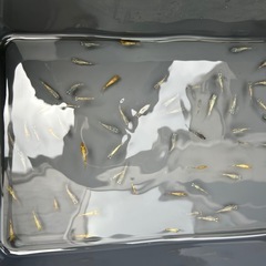 個人飼育のメダカの幼魚の画像