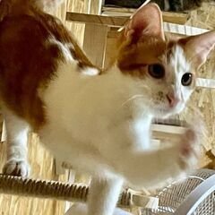 譲渡会参加　茶白くん