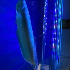 コロンビアワイドシルバーアロワナの画像