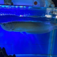コロンビアワイドシルバーアロワナの画像