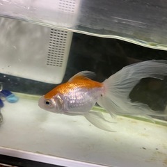 金魚の画像