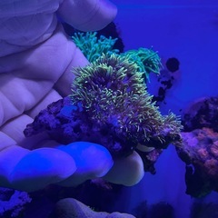 スターポリプ2の画像