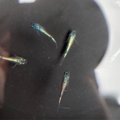 メダカ今年最後、画像全て！
の画像