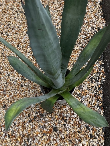 Agave Americana franzosinii フランゾシニー 　手渡し