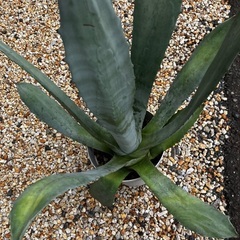Agave Americana franzosinii フランゾシニー 　手渡しの画像