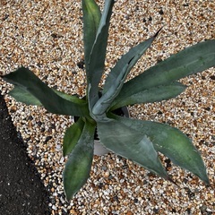 Agave Americana franzosinii フランゾシニー 　手渡しの画像