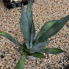 Agave Americana franzosinii フランゾシニー 　手渡しの画像