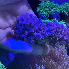パクパクタイプ　ウミアザミの画像