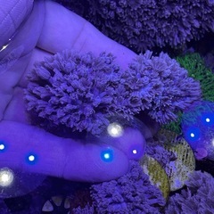パクパクタイプ　ウミアザミの画像