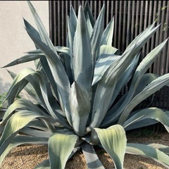 Agave Americana franzosinii フランゾシニーの画像
