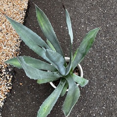Agave Americana franzosinii フランゾシニーの画像