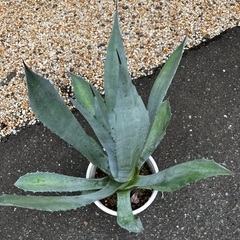 Agave Americana franzosinii フランゾシニーの画像