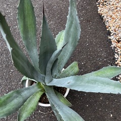 Agave Americana franzosinii フランゾシニーの画像