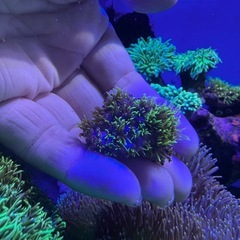 スターポリプ3  2個まとめセットの画像