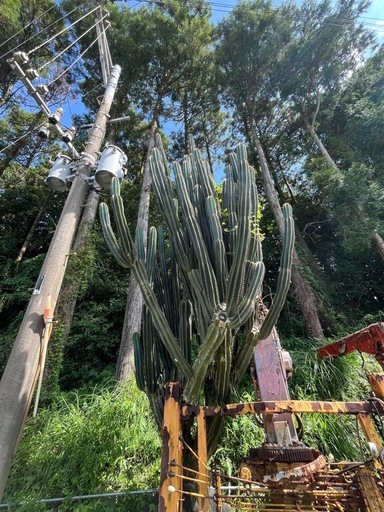 サボテン　引き取りできる方