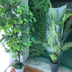 観賞用の植物（人工物）の画像