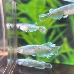 メダカ、ラストグラディオ！の画像