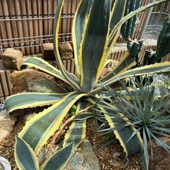 アガベ　リュウゼツラン　テキーラ　観葉植物の画像