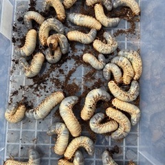 カブトムシの幼虫の画像