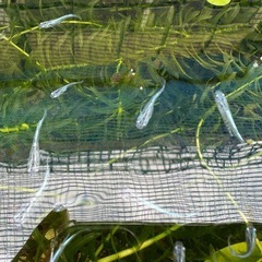 【メダカ】幹之　幼魚5匹 　500円‼️の画像