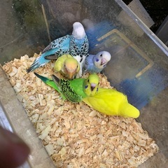 セキセキインコ雛2800円　　小桜インコゴールデンチェリー…