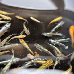 メダカ、高級ミックスメダカ🐟の画像