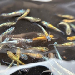 メダカ、高級ミックスメダカ🐟の画像