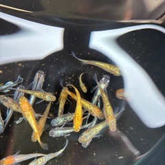 メダカ、高級ミックスメダカ🐟の画像