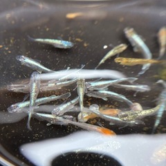 メダカ、高級ミックスメダカ🐟の画像