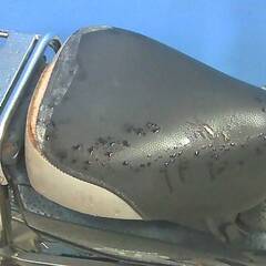 HONDA スーパーカブ50-2 青 エンジン始動確認 自賠責保険で乗れます 半額配送キャンペーン 現状渡し諸経費￥0- 横浜 P-Yardの画像