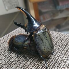 ヘラクレスオオカブト幼虫メス4頭、ヘラクレス幼虫5頭の計9匹セットの画像