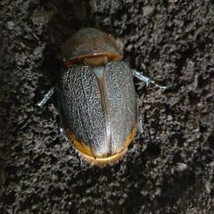 ヘラクレスオオカブト幼虫メス4頭、ヘラクレス幼虫5頭の計9匹セットの画像