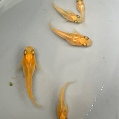 鶴崎楊貴妃ダルマメダカ5匹の画像