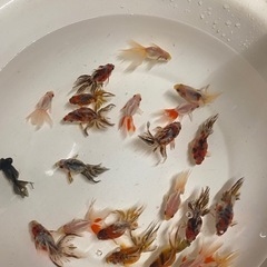 キャリコ琉金、出目金、その他色々種♪500円〜1000円、好きな個体を現地でお選びくださいの画像