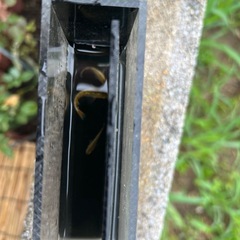 メダカ琥珀ラメの画像