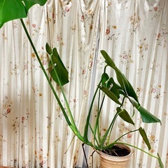 観葉植物　モンステラ鉢植えの画像