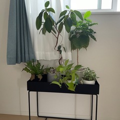 観葉植物まとめ売りの画像