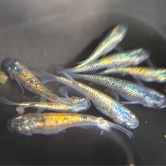 メダカ、🆕パラディーゾの画像