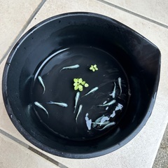 みゆきメダカ2.5㌢〜3㌢10匹300円　＋　浮き草の画像