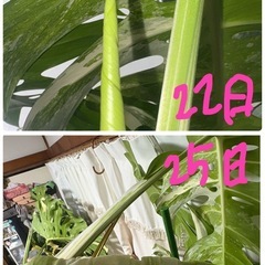 本日限定価格斑入りモンステラ ボルシギアナの画像