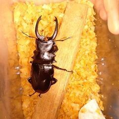 【下位賞取り放題】9月末まで第4弾昆虫くじ今夏最後の画像