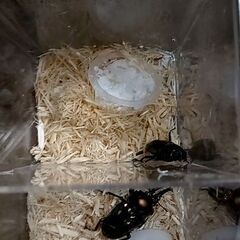 【下位賞取り放題】9月末まで第4弾昆虫くじ今夏最後の画像