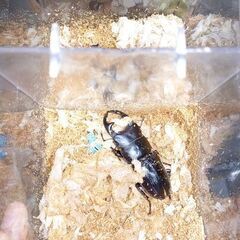 【下位賞取り放題】9月末まで第4弾昆虫くじ今夏最後の画像