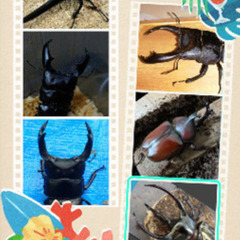 【下位賞取り放題】9月末まで第4弾昆虫くじ今夏最後の画像