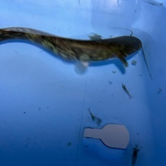 🐟ちょうどいいサイズのナマズ君２０cm±🐟の画像