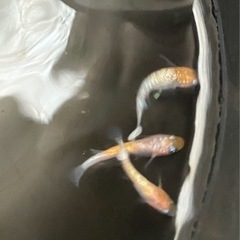 🌸月華メダカ若魚5匹セット🌸の画像