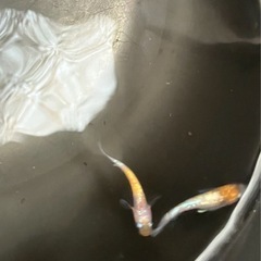 🌸月華メダカ若魚5匹セット🌸の画像