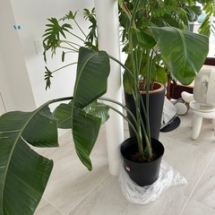 ストレリチア・オーガスタ 観葉植物（約100cm）の画像