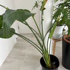 ストレリチア・オーガスタ 観葉植物（約100cm）の画像